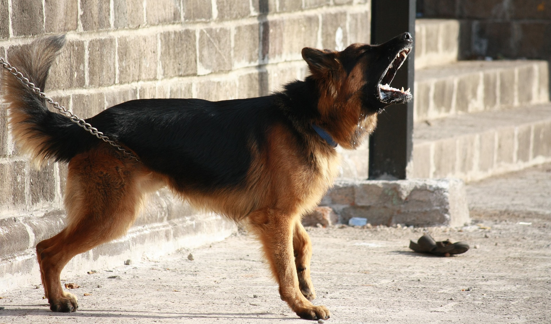 Unlock the Mystery of Why Dogs Bark – Learn How to Manage Excessive Barking