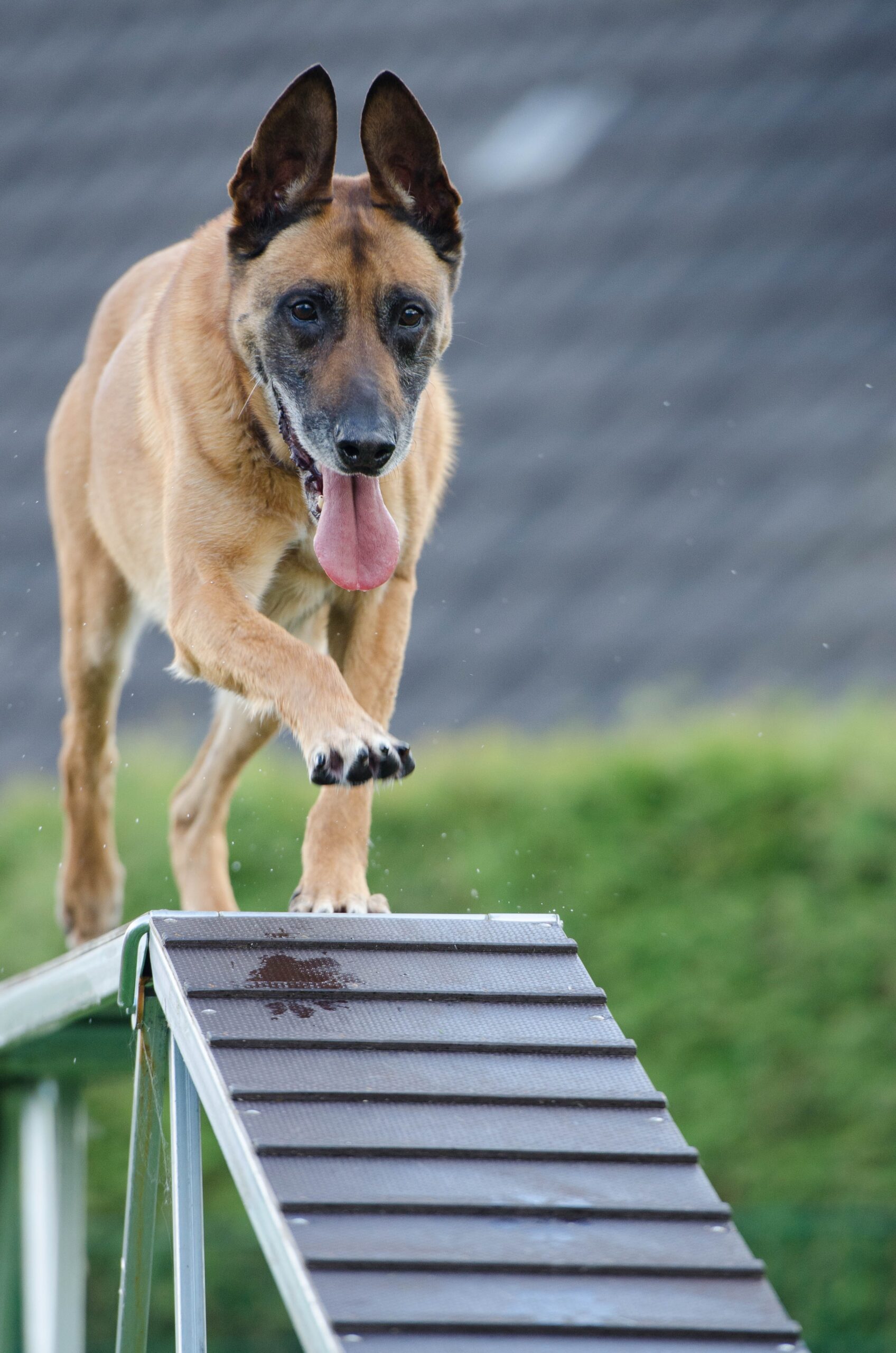 Unleash Your Dog’s Potential – Unlock Your Own Success with Dog Agility Training