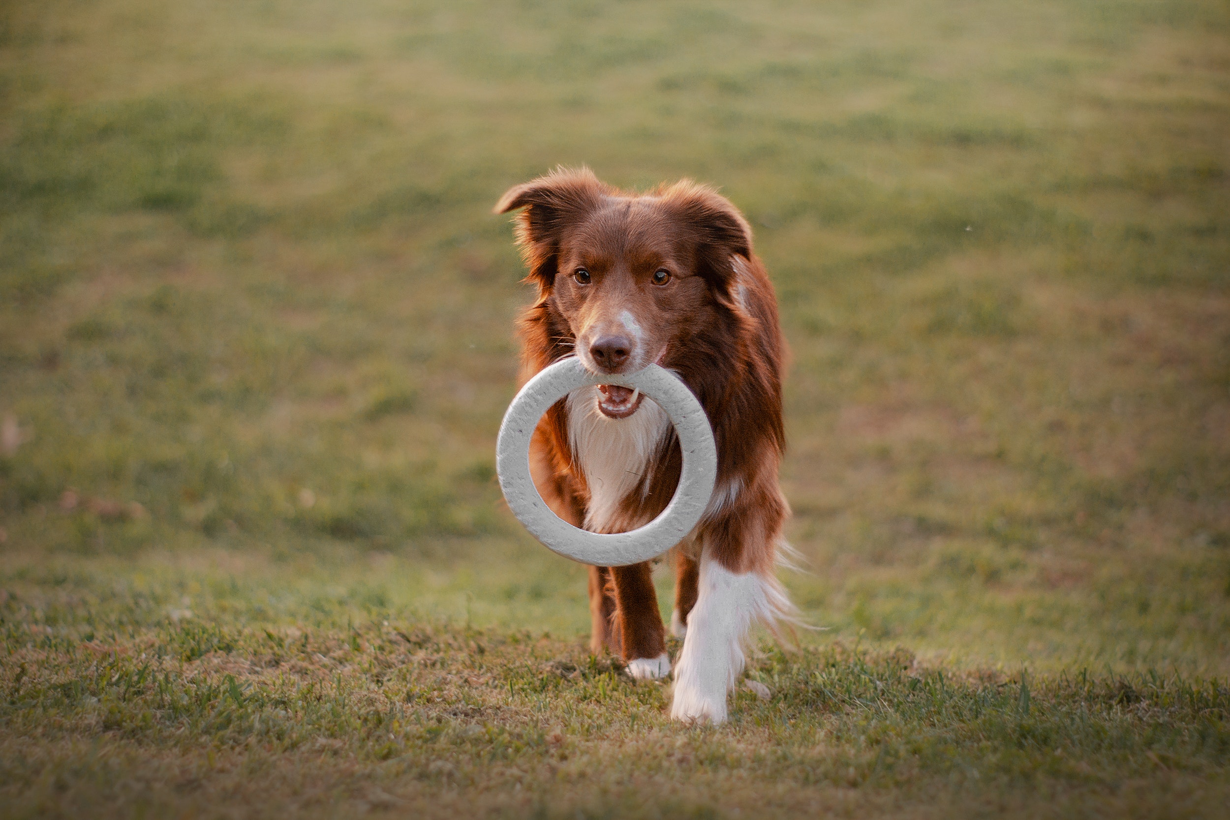 Top 10 Dog Toys for Heavy Chewers: Keeping Your Pup Happy