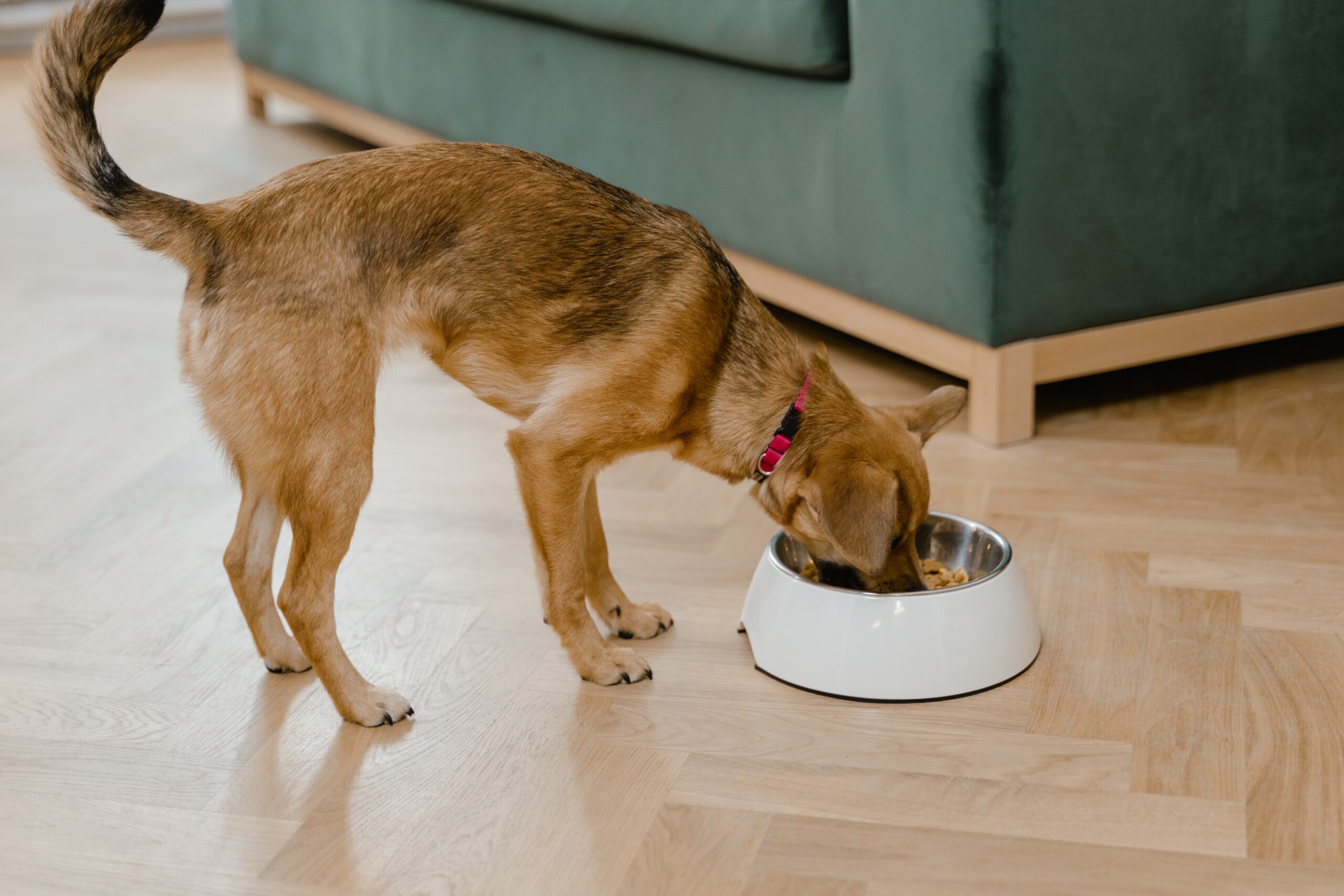 Top 5 Natural Dog Food Brands for a Healthier Pup