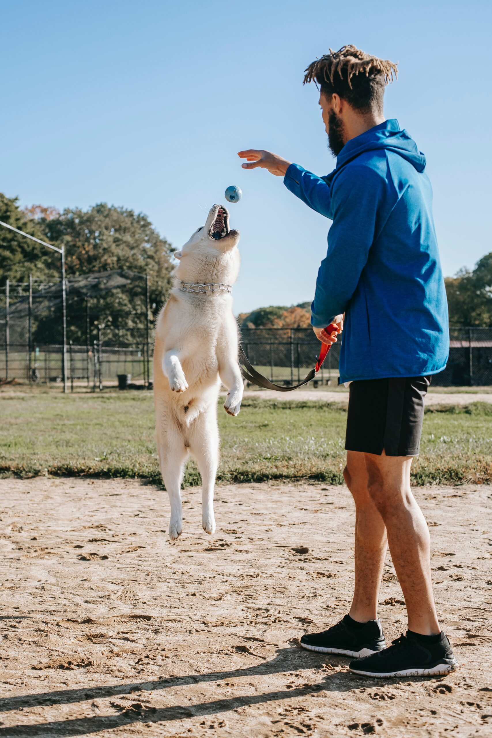 Training Your Dog, Get a Well-Behaved Pup – Tips and Techniques for Success!