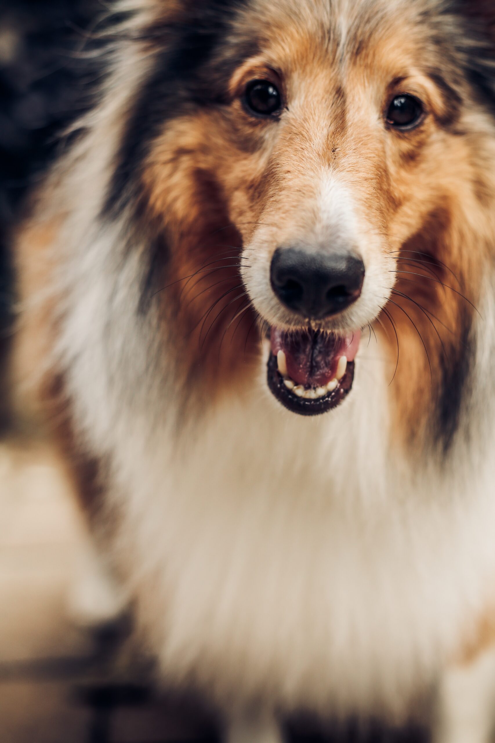 What are the most intelligent dog breeds?