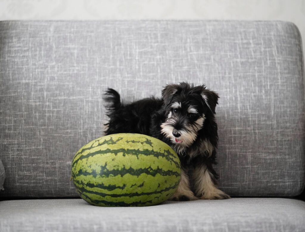 Why Watermelon is a Great Addition to Your Dogs Diet