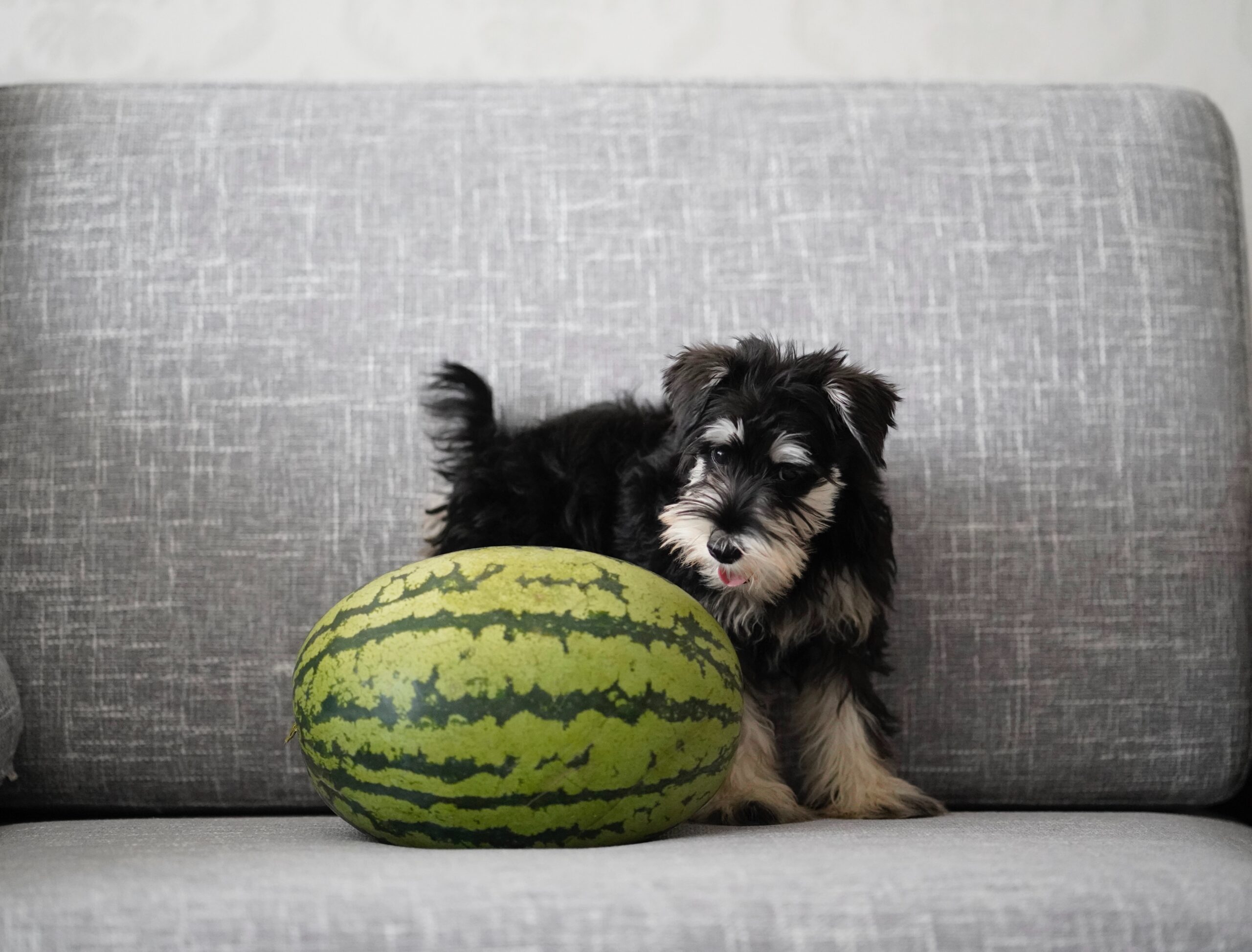 Juicy and Nutritious: Why Watermelon is a Great Addition to Your Dog’s Diet