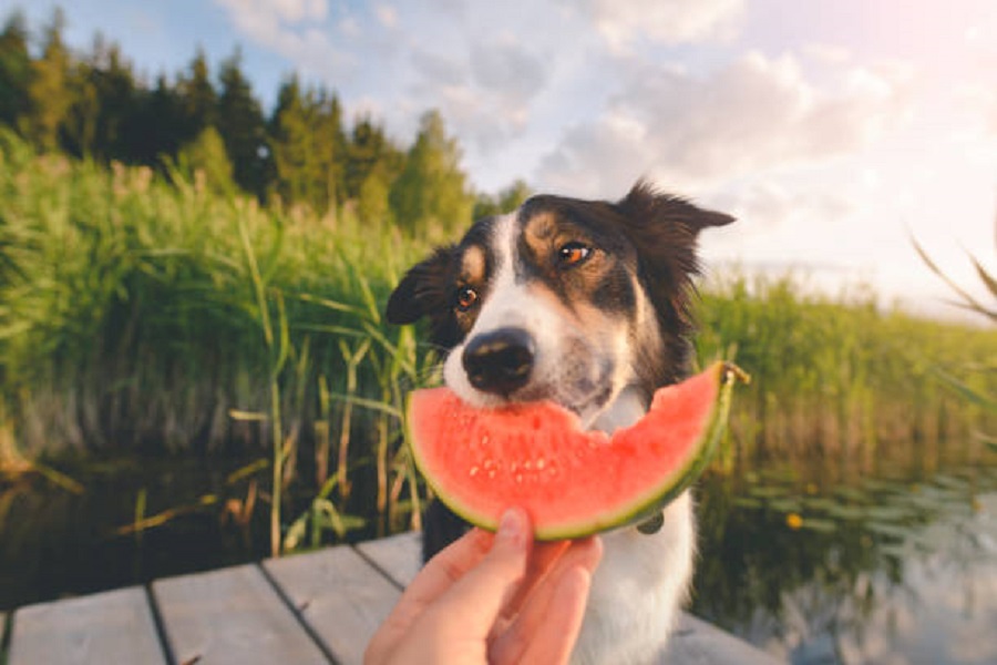 Summer Treats for Your Furry Friend: How to Safely Serve Watermelon to Dogs