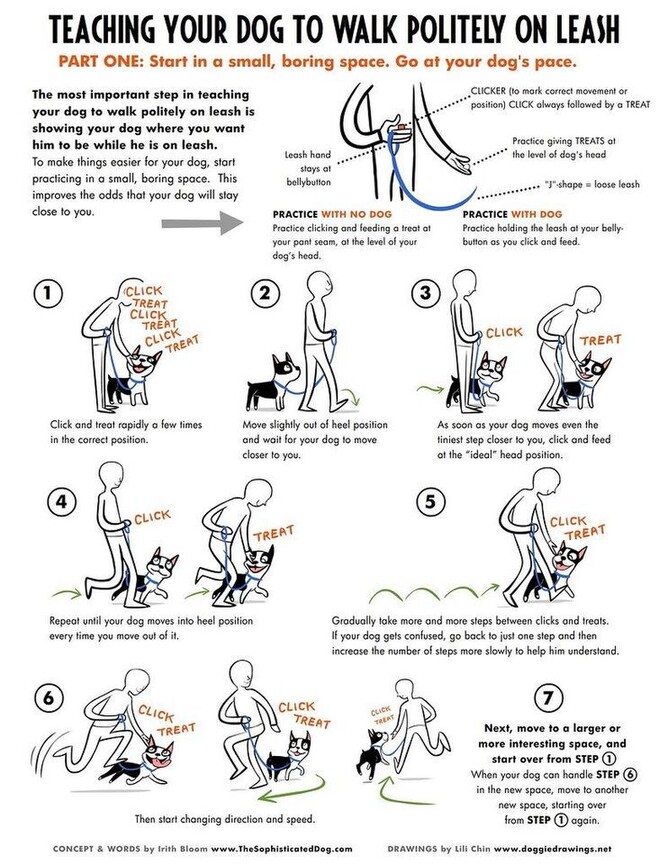 how can i teach my dog to walk on a loose leash without pulling 10