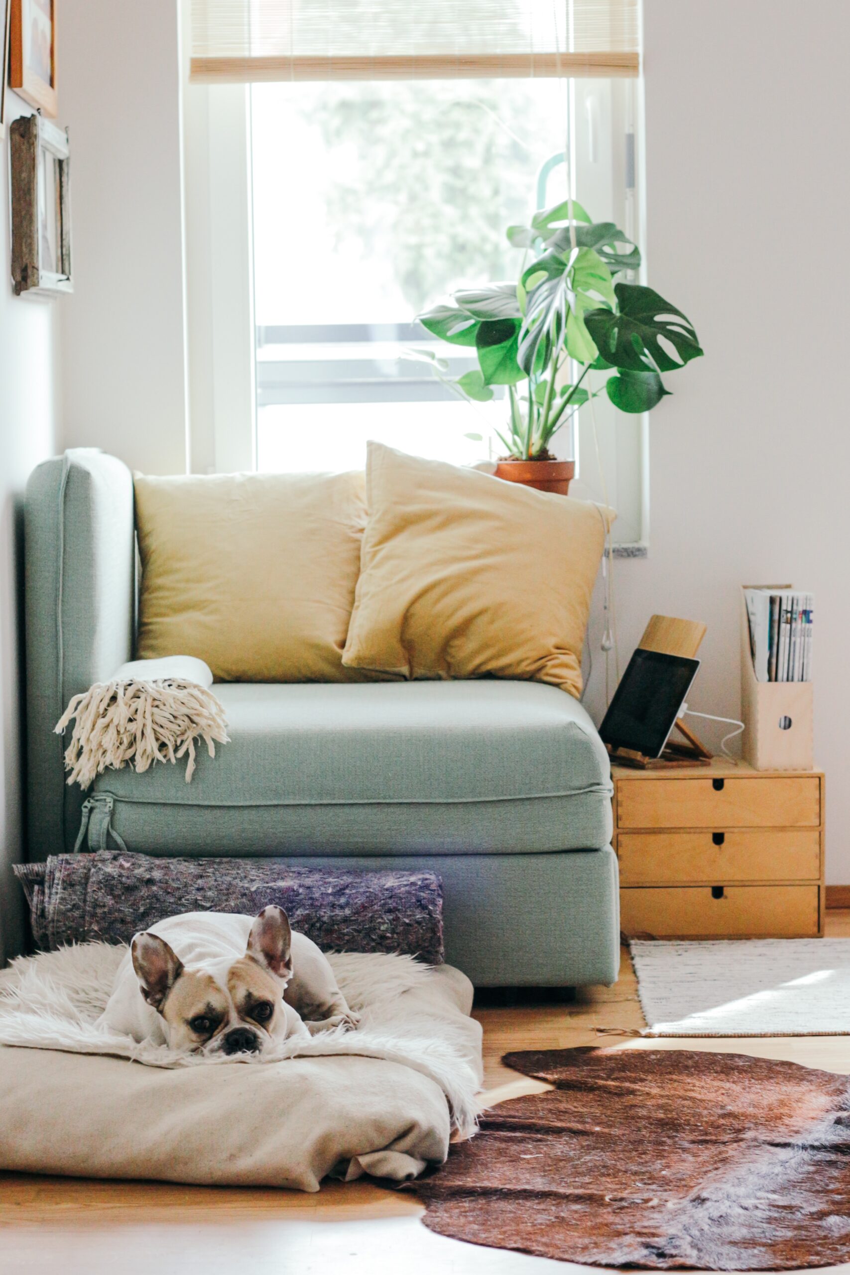 How Do I Create A Dog-friendly Home Interior And Furnishings?