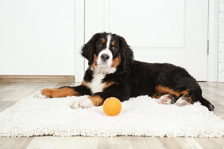 How Do I Create A Dog-friendly Indoor Play Space For Bad Weather Days?