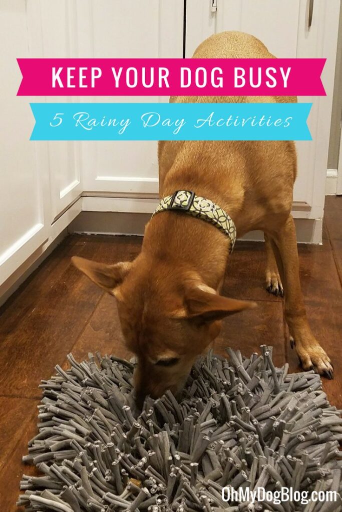 how do i create a dog friendly indoor play space for bad weather days 5