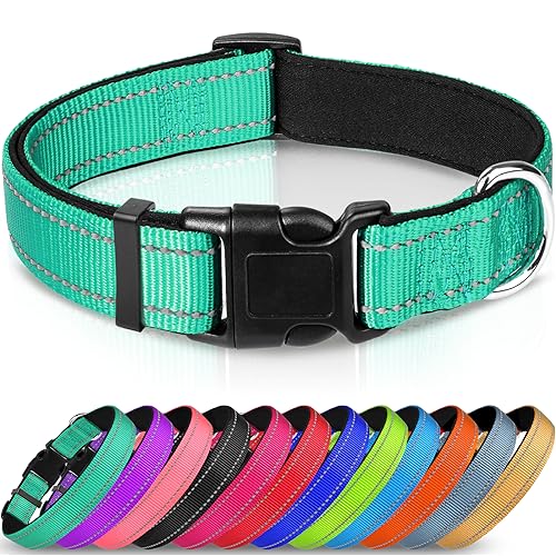 How can I choose the right size and style of collar for my dog?