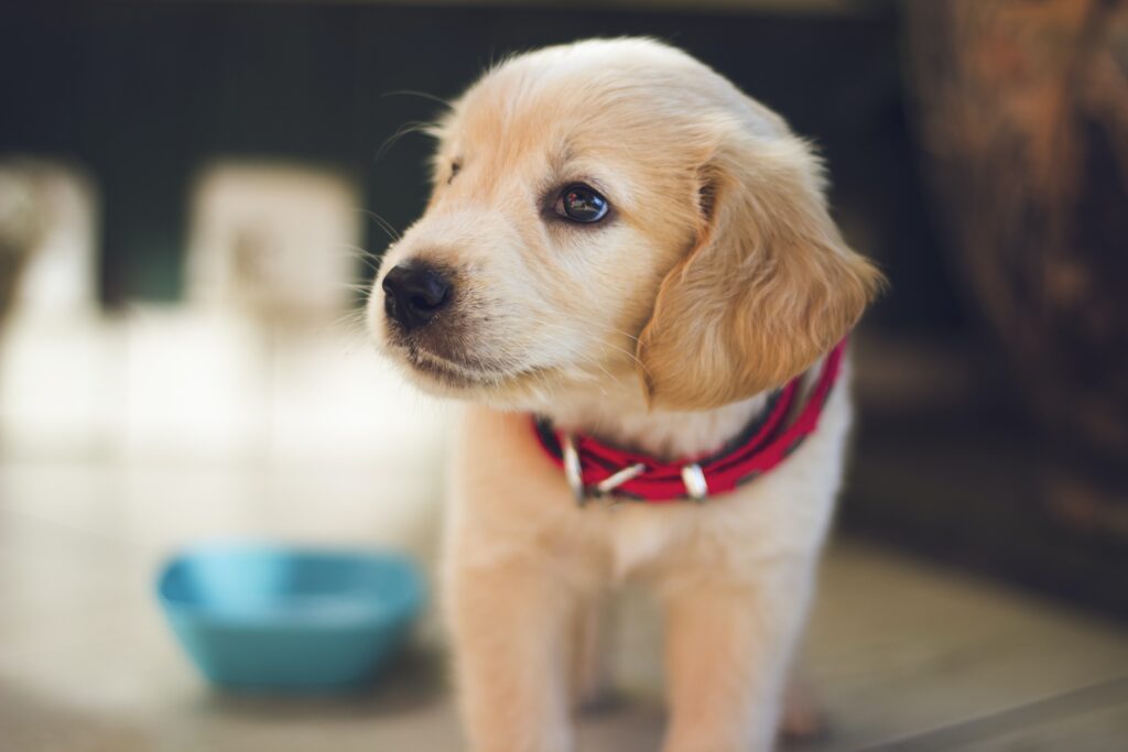 What Is The Best Way To Train A New Puppy?