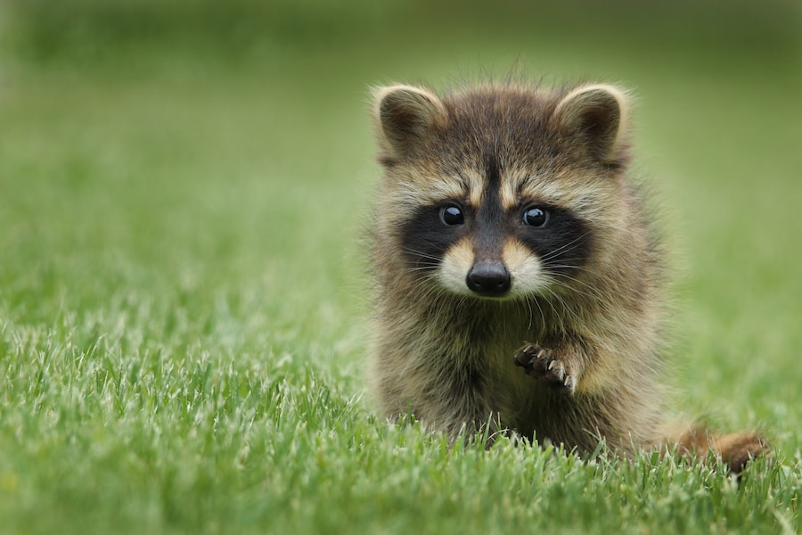 The Fascinating World of Raccoon Dogs: Meet the Mischievous Canine of Japan