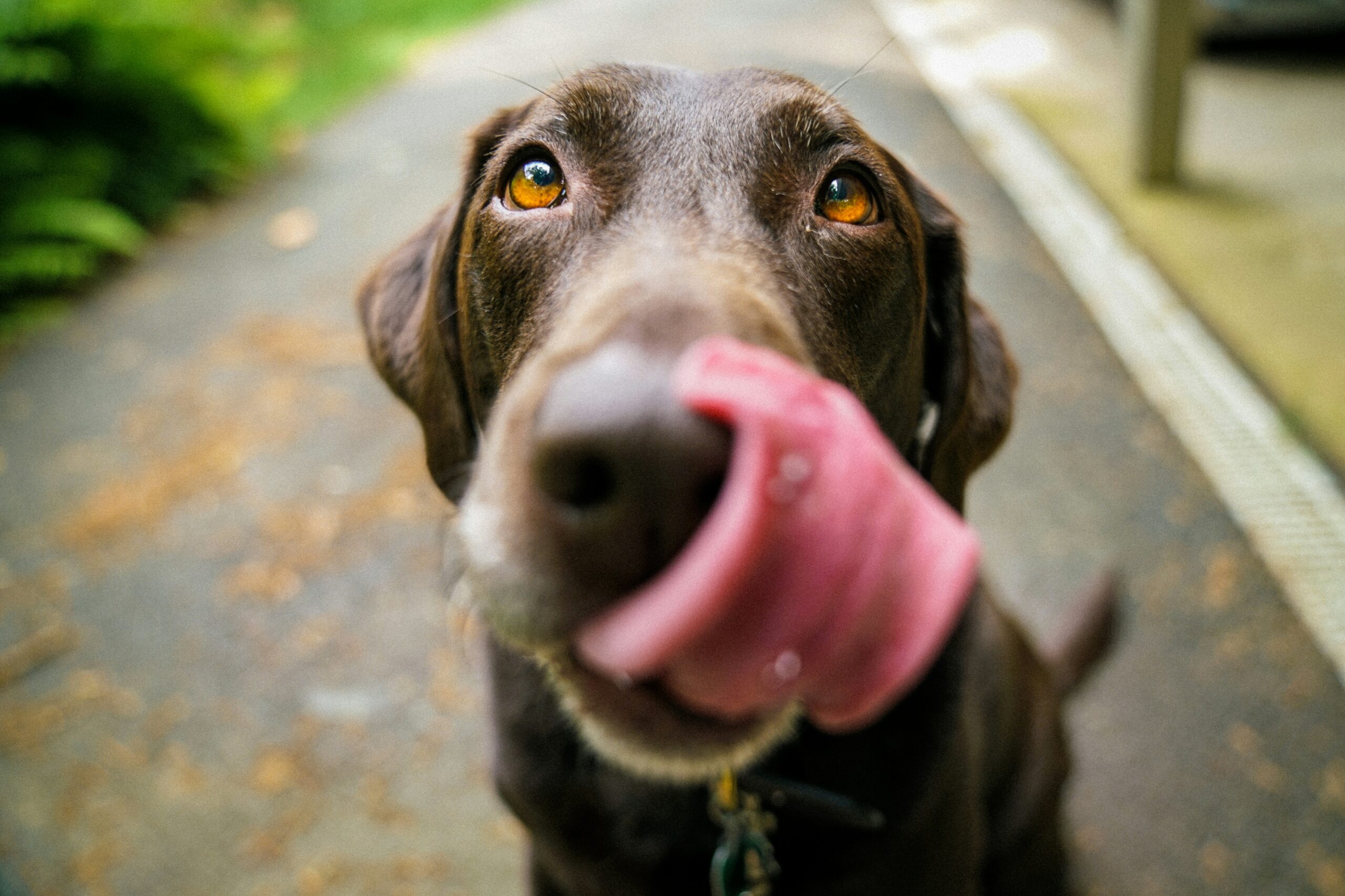 What Are The Signs Of A Healthy Dog?