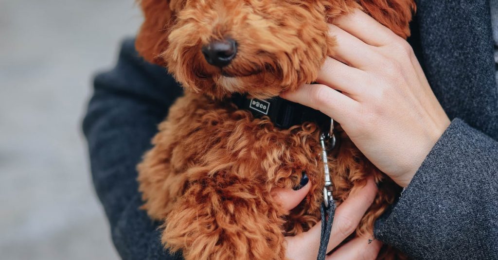 toys for dogs that love to burrow