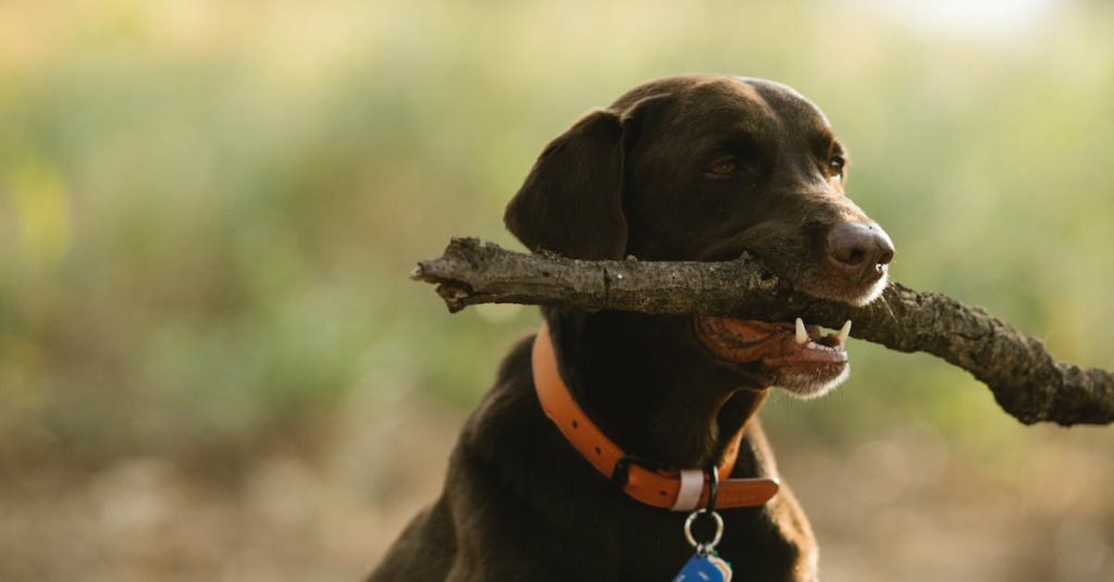 toys encouraging social interaction in dogs