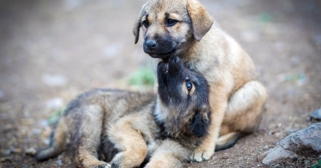 toys for dogs with separation anxiety