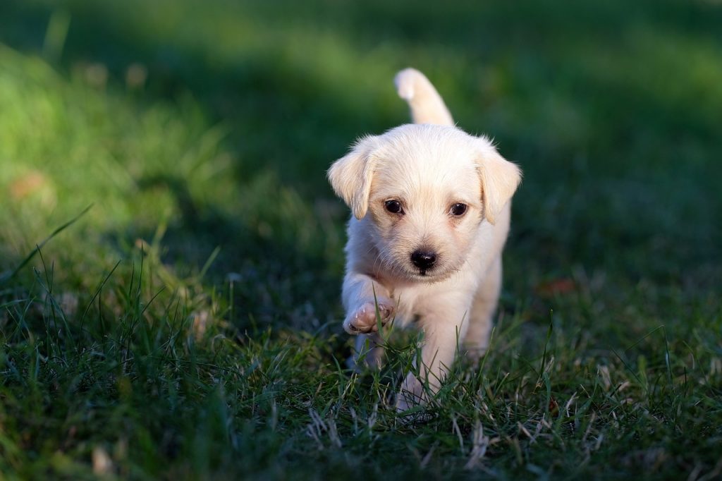 Prevent dog from chewing on furniture