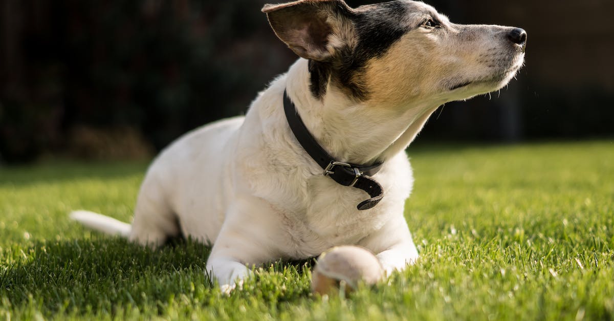 Leash training a strong dog: the best method