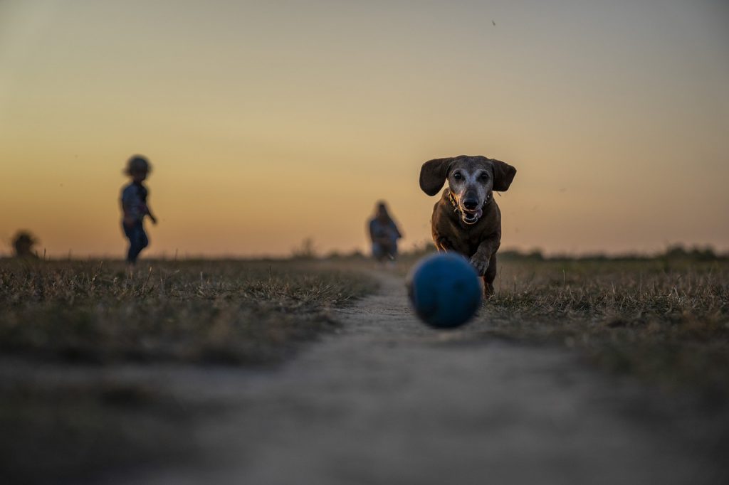 Make home safe for a new puppy