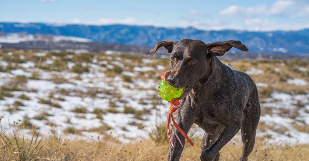 Choosing the right type of dog steps for getting on and off the couch