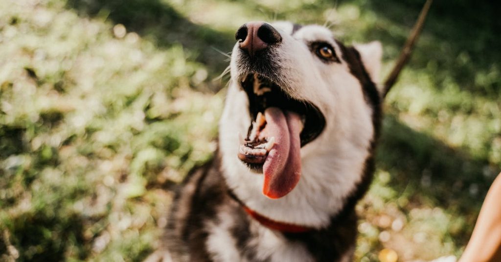 Making garden safe for a large dog