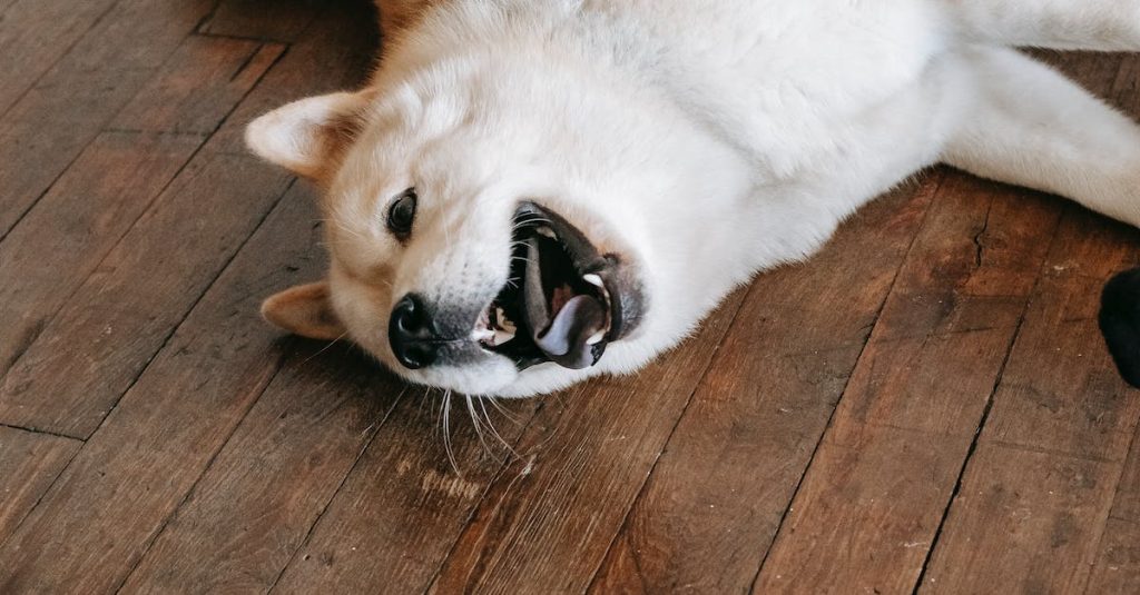 fruits and vegetables as dog treats