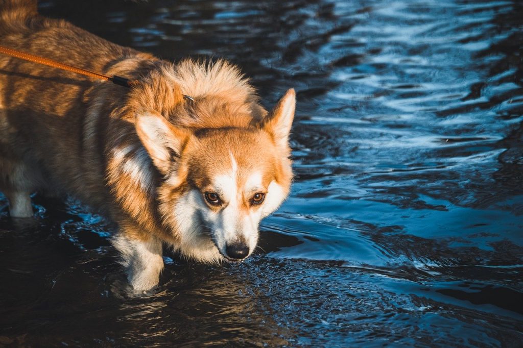 Deal with a dog that has food aggression