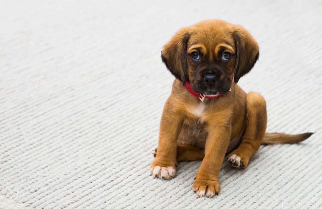 Choose the right training treats for my dog